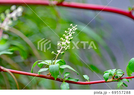 赤い茎のヨウシュヤマゴボウの写真素材