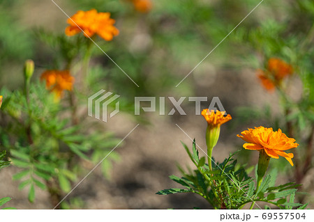 マリーゴールド キク科タゲテス属 マリーゴールド キク科タゲテス属 69557504