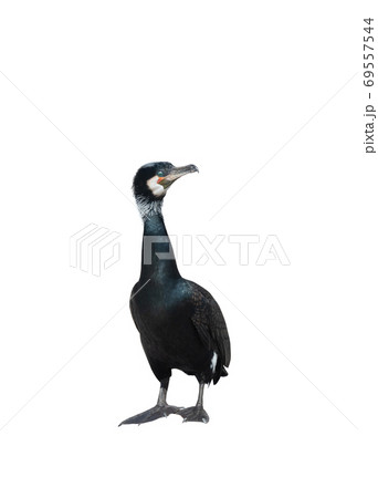 Cormorant isolated on a white 69557544