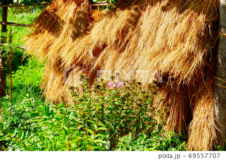 稲干し はざ掛け 稲干し はざ掛け 69557707