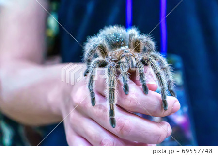 Giant spider Giant spider 69557748