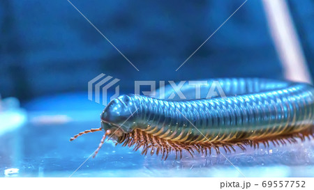 Giant millipede Giant millipede 69557752