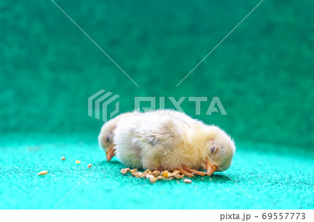 The yellow chicks 69557773