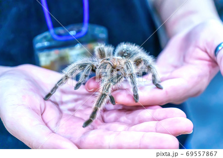 Giant spider 69557867