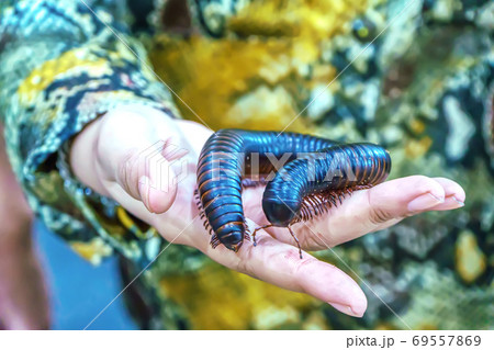 Giant millipede 69557869