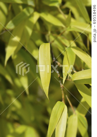 Black bamboo Black bamboo 69558496