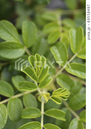Rugosa rose Rugosa rose 69558497