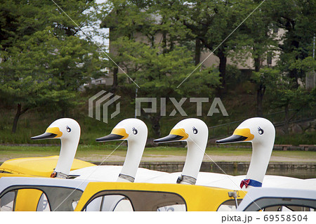 愛知県津島市天王川公園のスワンボート 69558504