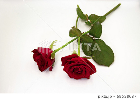 薔薇 バラ科 バラ 69558637