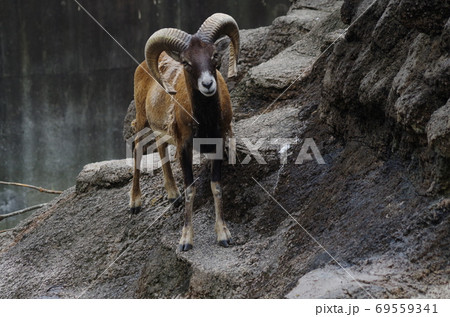 大きなツノが自慢のムフロンの写真素材