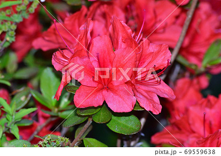 春に赤い花を咲かせたツツジと推定される樹木の赤い花をアップで撮影した写真の写真素材