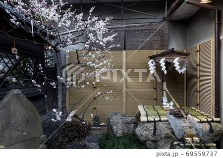 菅原院天満宮神社、菅公御産湯の井に満開の白梅 69559737