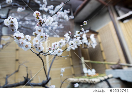 菅原院天満宮神社、菅公御産湯の井に満開の白梅 菅原院天満宮神社、菅公御産湯の井に満開の白梅 69559742