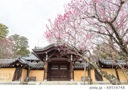 金戒光明寺、大方丈前の紅梅の巨木 金戒光明寺、大方丈前の紅梅の巨木 69559748