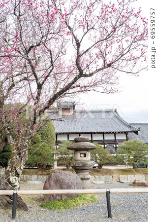 金戒光明寺、紅梅の巨木と本堂 69559757
