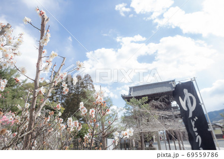 清凉寺の梅、境内の白梅と遠目に仁王門を見る 69559786