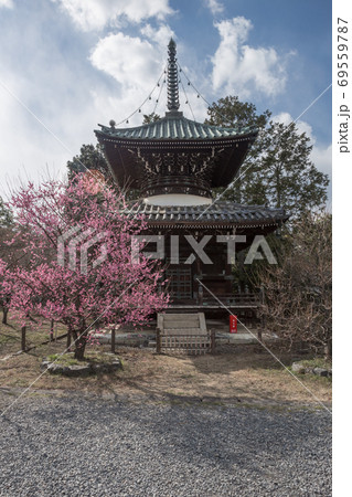 清凉寺の梅、多宝塔に満開の紅梅 69559787