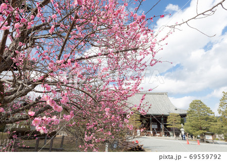 清凉寺の初春、多宝塔前の紅梅と遠目に本堂釈迦堂を眺める 69559792