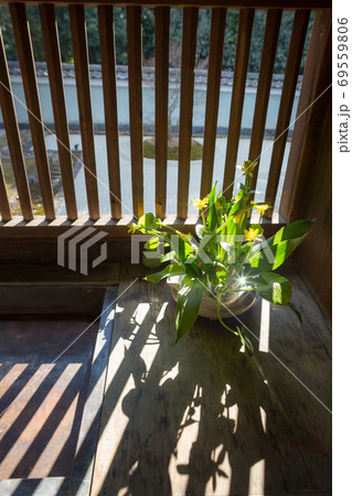 泉涌寺別院・雲龍院、石庭を望む廊下に春の日を受けて輝く鉢植えの花 69559806
