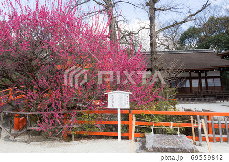 下鴨神社、御手洗川の「輪橋」と「光琳の梅」 下鴨神社、御手洗川の「輪橋」と「光琳の梅」 69559842