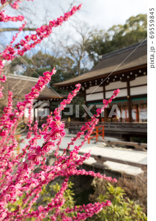 下鴨神社、御手洗川の「光琳の梅」と背景に橋殿 下鴨神社、御手洗川の「光琳の梅」と背景に橋殿 69559845