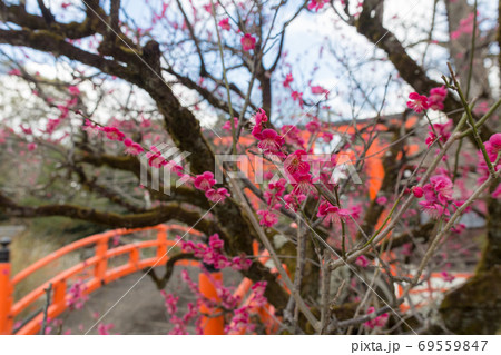 下鴨神社、御手洗川の「光琳の梅」と「輪橋」 下鴨神社、御手洗川の「光琳の梅」と「輪橋」 69559847