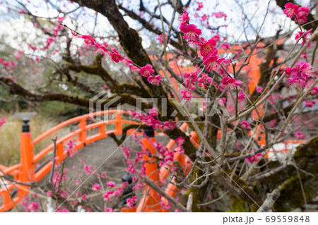 下鴨神社、御手洗川の「光琳の梅」と「輪橋」 下鴨神社、御手洗川の「光琳の梅」と「輪橋」 69559848