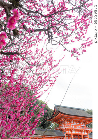下鴨神社、御手洗川の「光琳の梅」と背景に重要文化財の楼門 69559851