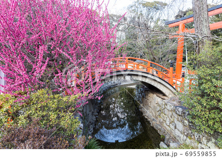 下鴨神社、御手洗川の「光琳の梅」と「輪橋」 下鴨神社、御手洗川の「光琳の梅」と「輪橋」 69559855