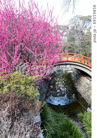 下鴨神社、御手洗川の「光琳の梅」と「輪橋」 下鴨神社、御手洗川の「光琳の梅」と「輪橋」 69559856