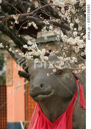 北野天満宮、赤目の牛と白梅 69559880
