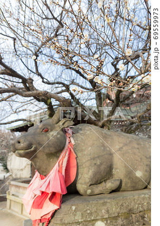 北野天満宮、白梅が咲くお正月の赤目牛 69559973