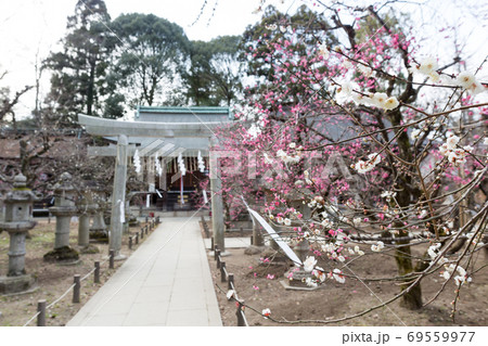 北野天満宮末社、一之保神社・奇御魂神社の紅白梅 69559977