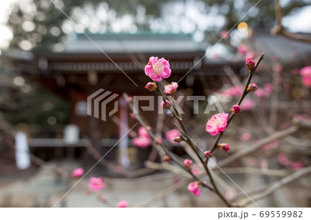 北野天満宮末社、一之保神社・奇御魂神社の赤い梅の花 北野天満宮末社、一之保神社・奇御魂神社の赤い梅の花 69559982