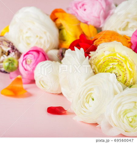 Ranunculus Buttercup Flowers of different colours 69560047
