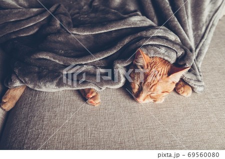 Cute ginger kitten sleeps Cute ginger kitten sleeps 69560080