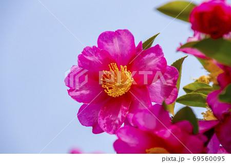 山茶花 山茶花 69560095
