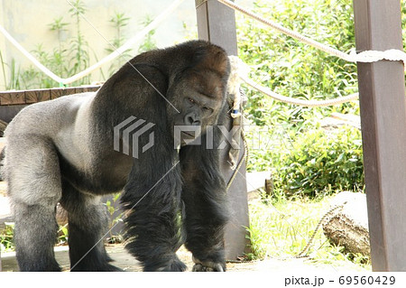 筋骨隆々の逞しいオスゴリラ 筋骨隆々の逞しいオスゴリラ 69560429