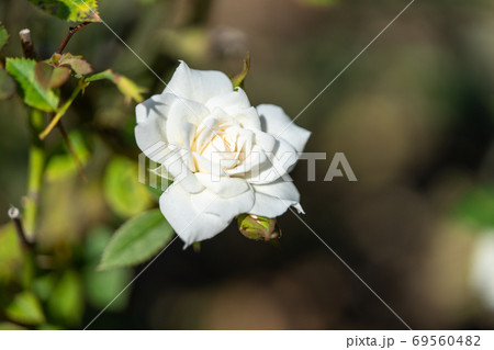 バラ　よそおい　作出国：日本 69560482