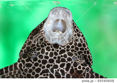 セイルフィンプレコ プレコ 熱帯魚 セイルフィンプレコ プレコ 熱帯魚 69560608