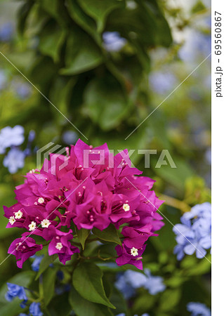 ブーゲンビリアとルリマツリ 69560867
