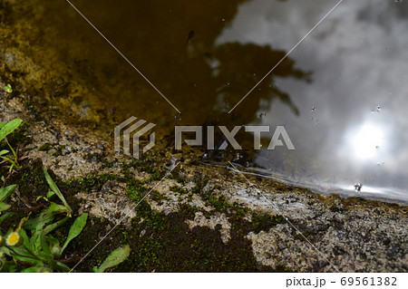 水際のおたまじゃくしと水紋 コスタリカ Tadpoles and ripple 水際のおたまじゃくしと水紋 コスタリカ Tadpoles and ripple 69561382