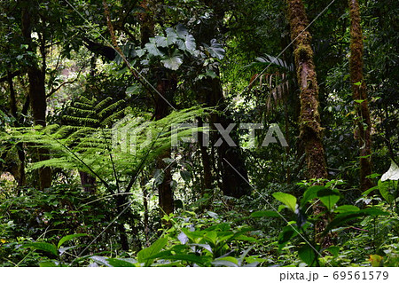 コスタリカの熱帯雨林 Rain forest in Costa Rica 69561579