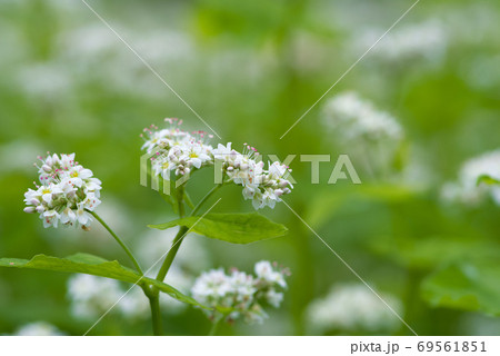 蕎麦の花 69561851