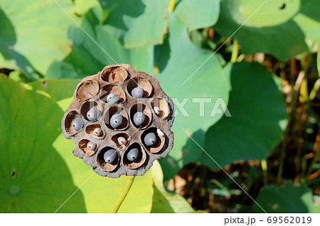 秋の蓮池 花托 終焉 風景 秋の蓮池 花托 終焉 風景 69562019