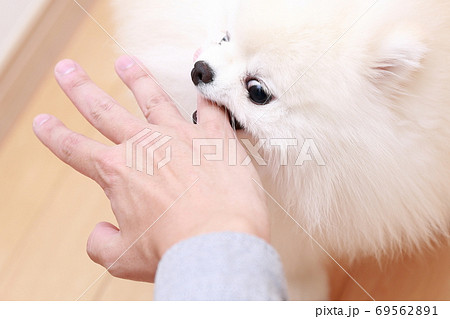 愛犬ポメラニアンに手を噛まれる男性 愛犬ポメラニアンに手を噛まれる男性 69562891