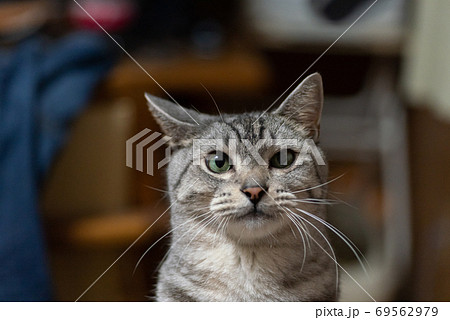 見つめる猫 サバトラ猫 見つめる猫 サバトラ猫 69562979