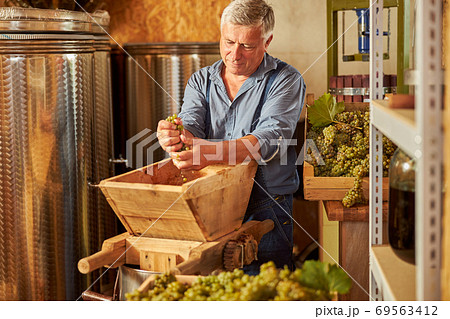 Senior winemaker crushing white grapes for future wine 69563412