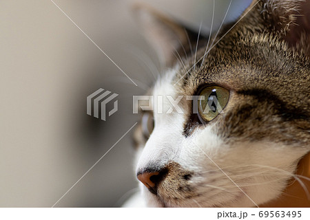見つめる猫 キジトラ猫 見つめる猫 キジトラ猫 69563495