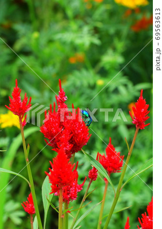 幸せを呼ぶ青い蜂と赤いケイトウ 69563613